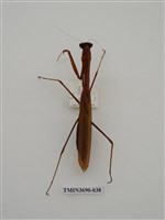 藏品(螳螂)的圖片